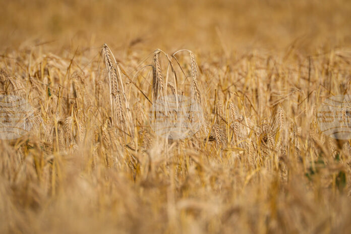 Пазарите на пшеница и царевица остават под натиск заради голямото Пазарите на пшеница и царевица остават под натиск заради голямото предлагане и продължаващите жътви, отчитат експертите на ССБ