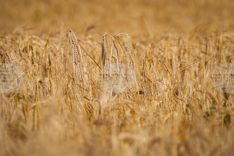 СподелиПазарите на пшеница и царевица продължават да бъдат под значителен