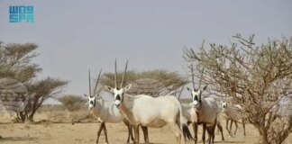 СПА: Кой е първият природен обект на Саудитска Арабия в списъка на световното наследство на ЮНЕСКО?