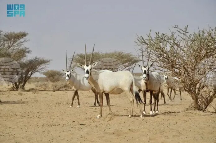 СПА: Кой е първият природен обект на Саудитска Арабия в списъка на световното наследство на ЮНЕСКО?