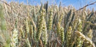 Спад в цените на пшеницата и царевицата на световните борсови пазари през седмицата отчитат от Софийската стокова борса