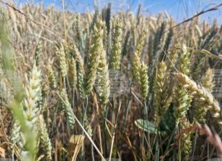 Спад в цените на пшеницата и царевицата на световните борсови пазари през седмицата отчитат от Софийската стокова борса