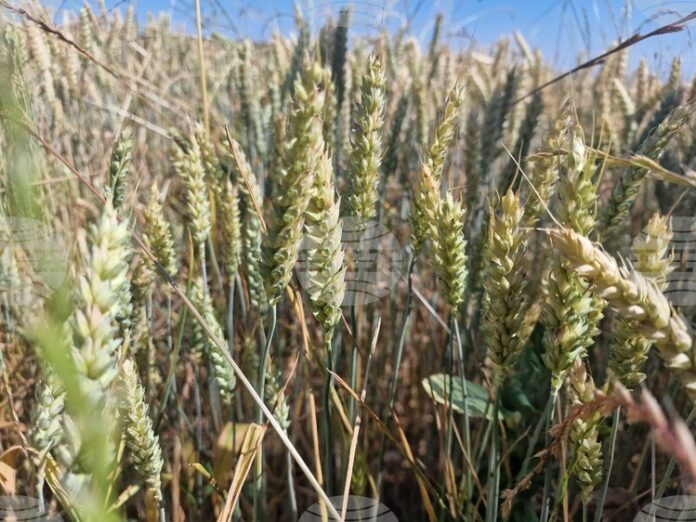 Спад в цените на пшеницата и царевицата на световните борсови пазари през седмицата отчитат от Софийската стокова борса