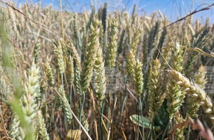 Спад в цените на пшеницата и царевицата на световните борсови пазари през седмицата отчитат от Софийската стокова борса