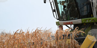 Спокойна седмица за световната търговия със зърнени стоки отчита Софийската стокова борса