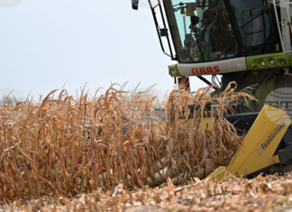 Спокойна седмица за световната търговия със зърнени стоки отчита Софийската стокова борса