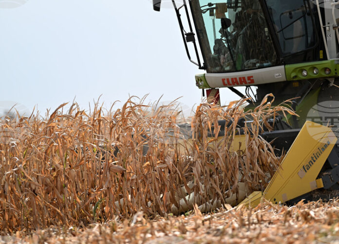Спокойна седмица за световната търговия със зърнени стоки отчита Софийската стокова борса