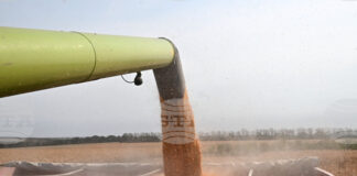 Световните пазари на пшеница и царевица остават под натиск от изобилни доставки и очаквани реколти, сочи анализ на ССБ