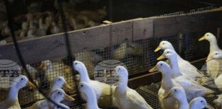 В Германия случаите на птичи грип продължават да се увеличават, предупреди институт по ветеринарна медицина