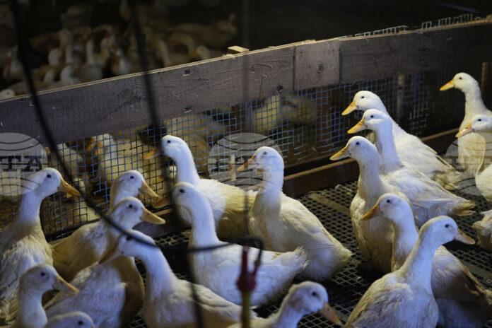 В Германия случаите на птичи грип продължават да се увеличават, предупреди институт по ветеринарна медицина