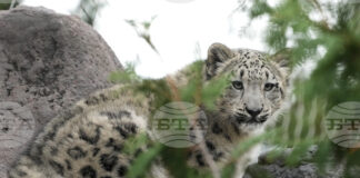 КАБАР: Киргизстан ще стане "снежния леопард" на Централна Азия, заяви премиерът Касъмалиев