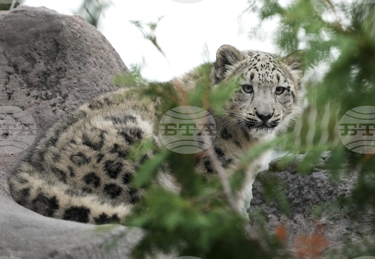 Снежният леопард бе удостоен с титлата национален символ на Киргизстан