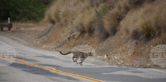 Ловец твърди, че е видял голяма котка в гора в Западна Германия