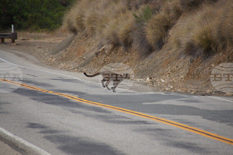 СподелиЛовец докладва че е наблюдавал животно което смята за голяма