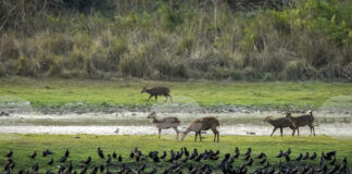 Наблюдението на дивите животни от космоса ще бъде възобновено след тригодишно прекъсване