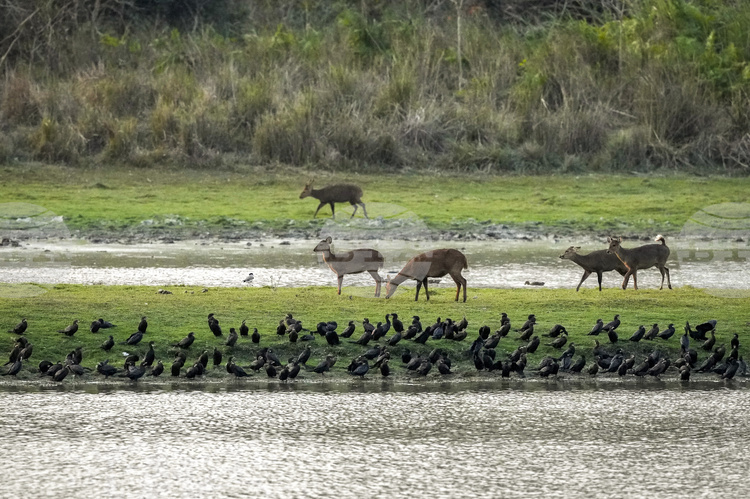 След тргодишно прекъсване изследването на дивите животни чрез спътниково наблюдение