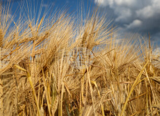 Няма чувствителни промени в световните цени на основните борсови стоки, отчитат експертите на Софийската стокова борса