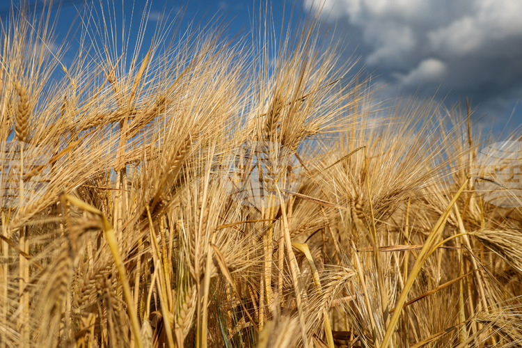 Глобалните стокови пазари продължават да бъдат относително стабилни през последната