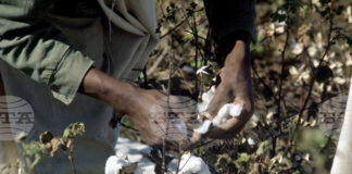 Очаква се производството на памук в Индия да спадне до 17-годишно дъно заради силни и нетипични дъждове