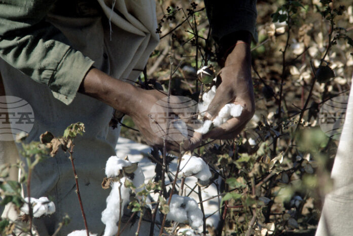 Очаква се производството на памук в Индия да спадне до 17-годишно дъно заради силни и нетипични дъждове