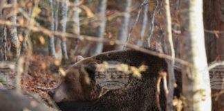 Паркът за мечки в Белица празнува 25 години от създаването си, обитателите му се подготвят за зимен сън