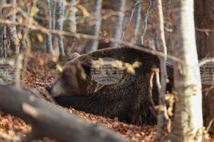 Паркът за мечки в Белица празнува 25 години от създаването Паркът за мечки в Белица празнува 25 години от създаването си, обитателите му се подготвят за зимен сън