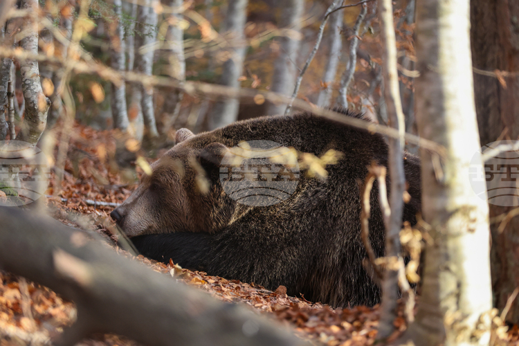 СподелиПаркът за мечки в Белица спира да приема посетители от