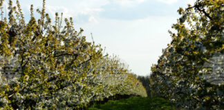 Браншовата камара „Плодове и зеленчуци“ предлага ясни критерии за представителност в Закона за браншовите организации