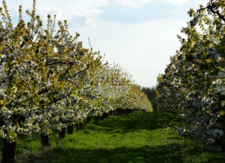 Браншовата камара „Плодове и зеленчуци“ предлага ясни критерии за представителност в Закона за браншовите организации