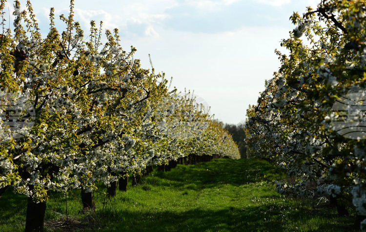 Браншовата камара Плодове и зеленчуци БКПЗ заявява необходимостта в проектозакона