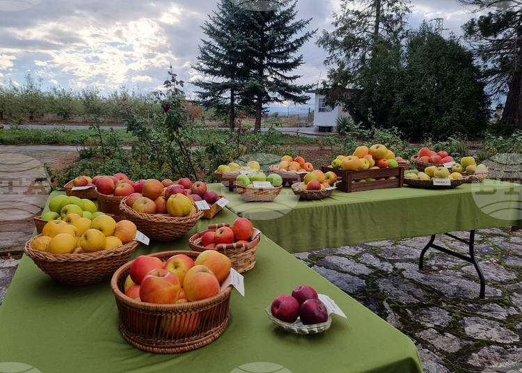 Електронните формуляри за обвързано подпомагане на плодове и зеленчуци за Кампания 2025 са публикувани на страницата на Държавен фонд „Земеделие“