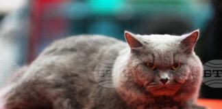 Котаракът Максимус на белгийския премиер засенчва по слава котарака Лари на британските премиери