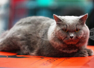 Котаракът Максимус на белгийския премиер засенчва по слава котарака Лари на британските премиери Котаракът Максимус на белгийския премиер засенчва по слава котарака Лари на британските премиери