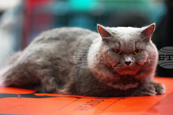 Котаракът Максимус на белгийския премиер засенчва по слава котарака Лари Котаракът Максимус на белгийския премиер засенчва по слава котарака Лари на британските премиери