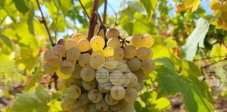 Лозарите получиха над 2 млн. лева за борба с вредителите