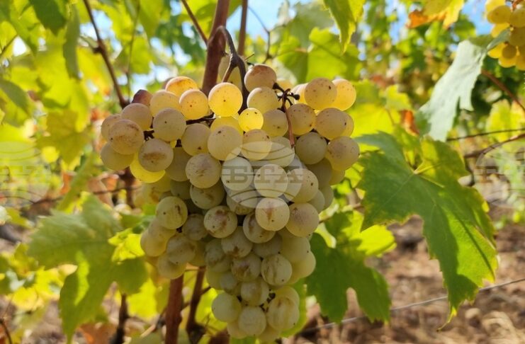 Лозарите получиха над 2 млн. лева за борба с вредителите