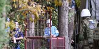 Мечки нарушават дейността на 30 на сто от компаниите в Североизточна Япония, сочи проучване