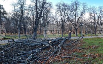 На общо 159 сигнала в цялата страна са реагирали екипите на пожарната заради силния вятър На общо 159 сигнала в цялата страна са реагирали екипите на пожарната заради силния вятър