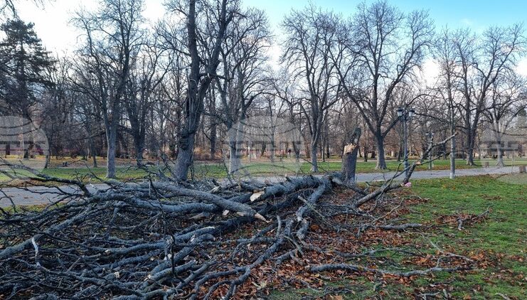 На общо 159 сигнала в цялата страна са реагирали екипите на пожарната заради силния вятър