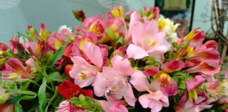 Над 2500 казанлъчани отбелязват своя имен ден на Стефановден