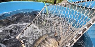 Няма промяна в цената на шарана за Никулден във Видин спрямо миналата година, според търговци