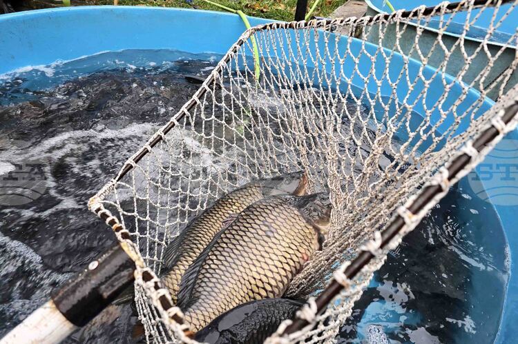 Цените на шарана за Никулден във Видин остават без изменения