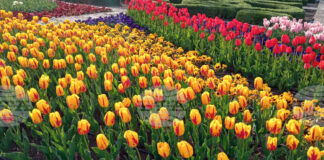 Парад на лалета и фестивал на паричката ще има в Ботаническата градина в Балчик през 2026 г., каза ръководителят Веселина Илиева