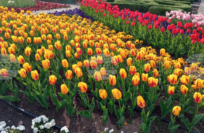 Парад на лалета и фестивал на паричката ще има в Парад на лалета и фестивал на паричката ще има в Ботаническата градина в Балчик през 2026 г., каза ръководителят Веселина Илиева