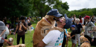 Повече от 2000 кучета от породата „Голдън ретривър" се събраха в парк в Аржентина, поставяйки неофициален световен рекорд