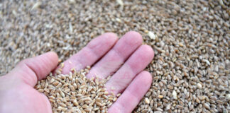 През изминалата седмица стоковите пазари се характеризираха с устойчиви ценови нива и запазени нагласи сред участниците в търговията, отчитат от ССБ