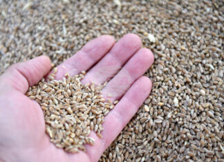 През изминалата седмица стоковите пазари се характеризираха с устойчиви ценови нива и запазени нагласи сред участниците в търговията, отчитат от ССБ