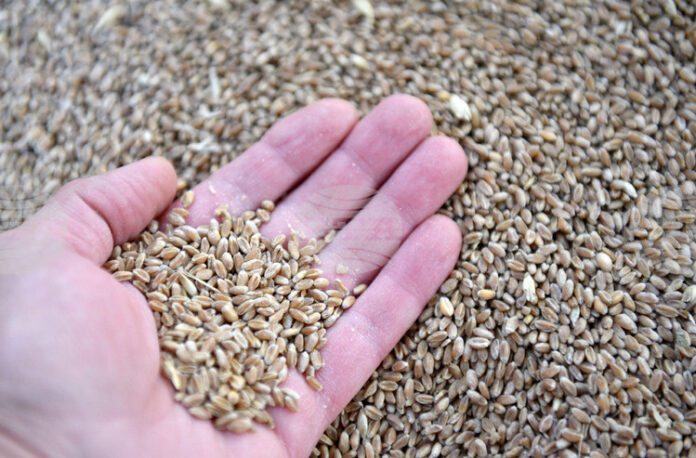 През изминалата седмица стоковите пазари се характеризираха с устойчиви ценови нива и запазени нагласи сред участниците в търговията, отчитат от ССБ