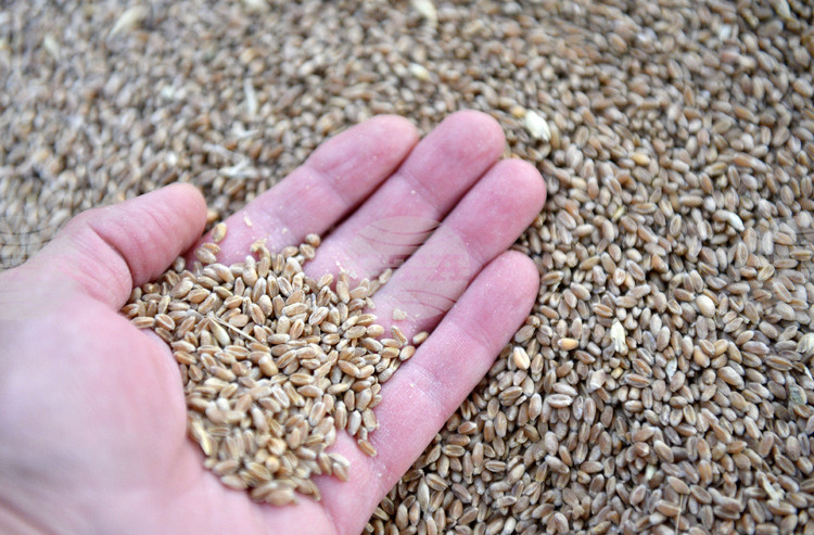 През последната седмица стоковите пазари показаха стабилни ценови нива и