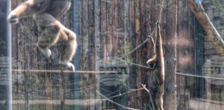 Приматите в столичния зоопарк получиха коледни подаръци